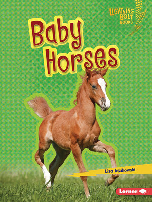 cover image of Baby Horses